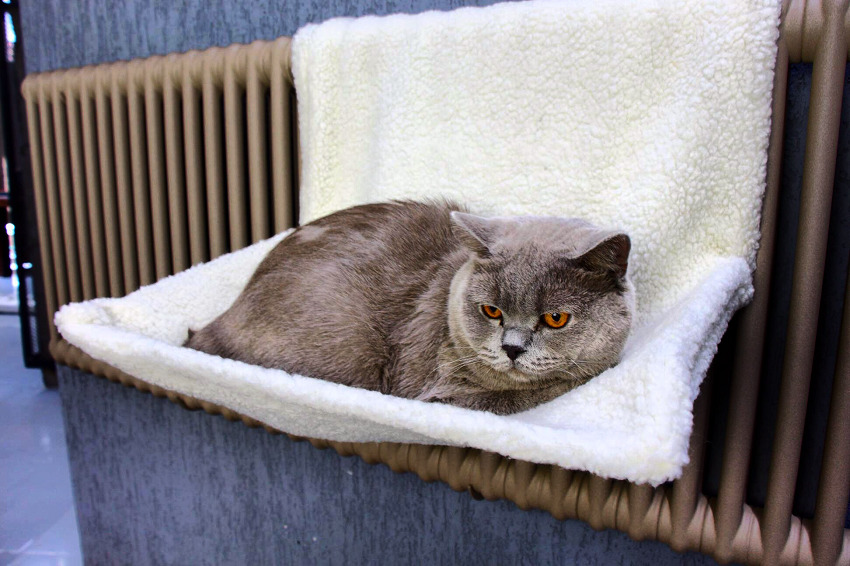 Le confort dans la maison dépend entièrement de la qualité de l'équipement de chauffage. Radiateurs de chauffage en fonte